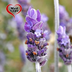 LAVENDER - DRY HERB